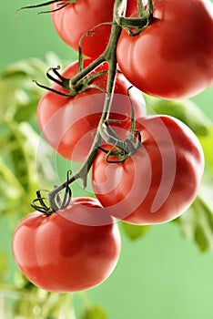 Tomatoes