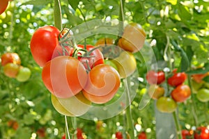 Tomatoes