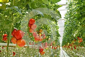 Tomatoes