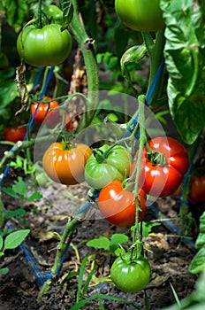 Tomatoes