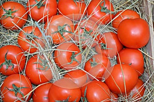 Tomatoes