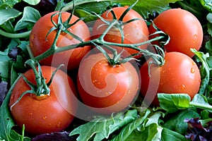 Pomodori 