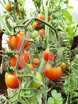 Tomatoes