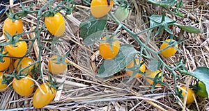 Tomatoes. agricultural product.