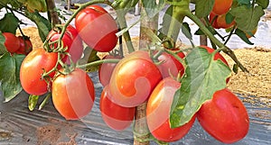 Tomatoes. agricultural product.