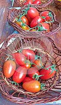 Tomatoes. agricultural product.