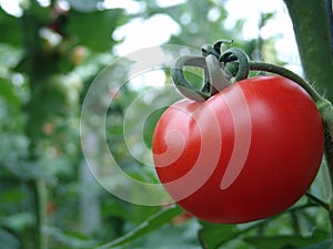 Tomatoes on Almeria greenhouse.