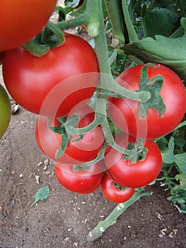 Tomatoes on Almeria greenhouse.