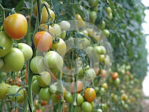 Tomatoes on Almeria greenhouse.