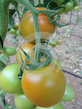 Tomatoes on Almeria greenhouse.