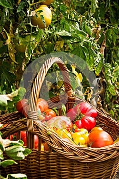 Tomatoes in basket