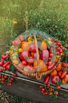 Tomatoes in a basket on the old wooden table