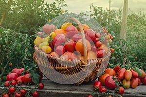 Tomatoes in a basket on the old wooden table