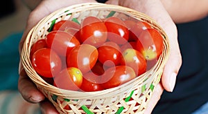 Tomatoes in basket