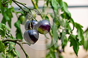 Tomatoes of black colored ripen on a branch in the greenhouse, close-up