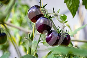 Tomatoes of black colored ripen on a branch in the greenhouse, close-up