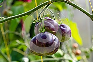 Tomatoes of black colored ripen on a branch in the greenhouse, close-up