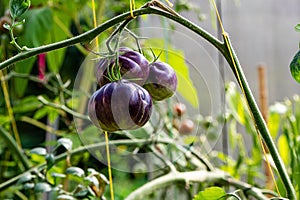 tomatoes of black colored ripen on a branch in the greenhouse, close-up