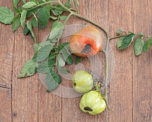 Tomatoes with Blossom end rot. On wooden bench.