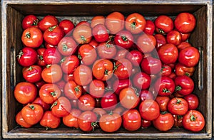 Tomatoes box background. Harvest of ripe farm tomatoes. Vegetable agriculture concept.