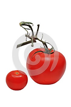 Tomatoes on branch