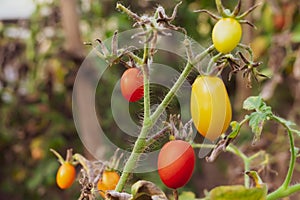 Small yellow and red tomatoes on a branch in the garden.