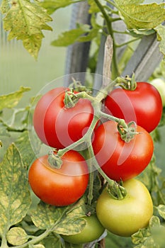 Tomatoes on a branch in the garden
