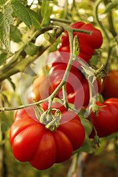 Tomatoes on a branch in the garden