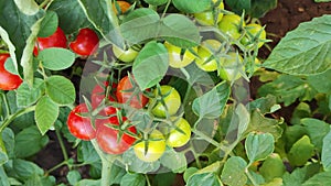 Tomatoes on a branch, garden, vegetables, green tomatoes
