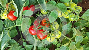 Tomatoes on a branch, garden, vegetables, green tomatoes