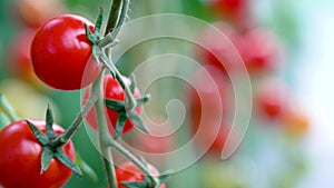 Tomatoes on a branch. Ripe tomato plant growing in homemade greenhouse. Fresh bunch of red natural tomatoes on branch in