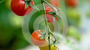 Tomatoes on a branch. Ripe tomato plant growing in homemade greenhouse. Fresh bunch of red natural tomatoes on branch in