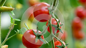 Tomatoes on a branch. Ripe tomato plant growing in homemade greenhouse. Fresh bunch of red natural tomatoes on branch in