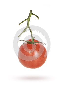 Tomatoes on a branch on a white