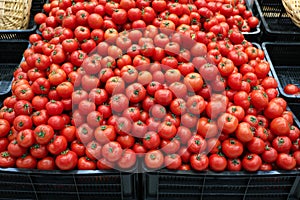 tomatoes bulk