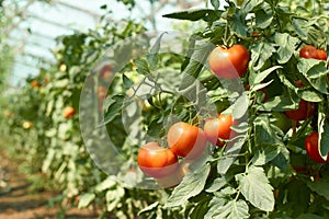 Tomatoes bunch in greenhouse