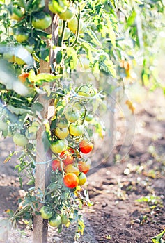 tomatoes on a bush in a kitchen garden red ripe and green