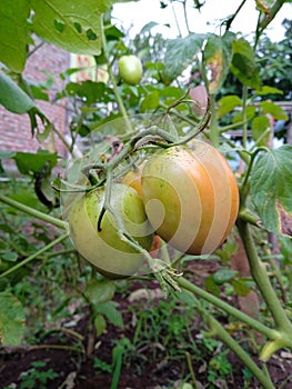 Tomatoes can be categorized as fruits and vegetables. Tropical tomatoes.