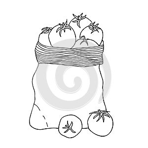 Tomatoes in a canvas bag. Hand drawn vector sketch.