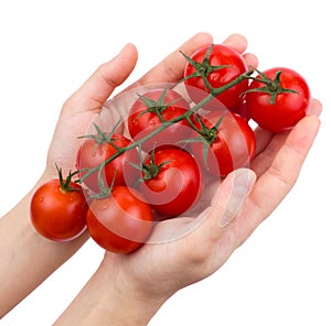 Tomatoes cherry on a green branch in woman hands