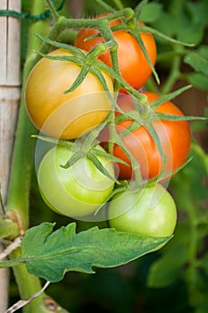 Tomatoes