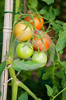 Tomatoes