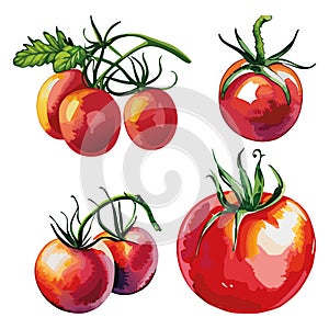 Tomatoes collection vector illustration.