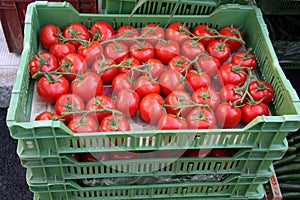 Tomatoes in crates