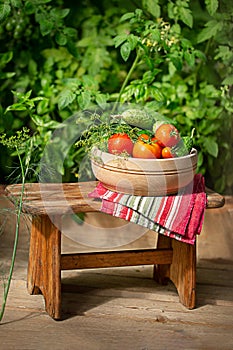 Tomatoes and cucumbers with dill in the greenhouse