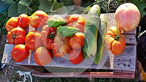 Tomatoes, cucumbers and peppers freshly picked from the garden, organic vegetables