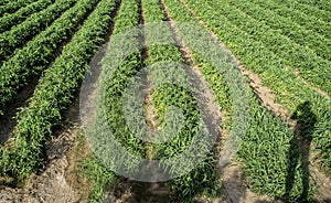 Tomatoes cultivation field with photographer shadow