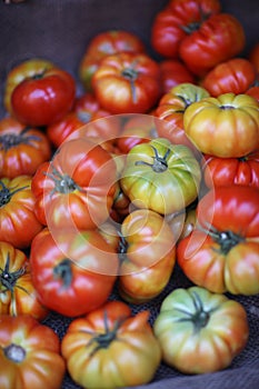 Tomatoes of different maturity photo