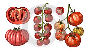 Tomatoes of different sorts vector