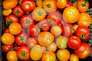 Tomatoes